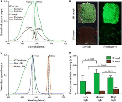 Trade-Offs Associated with Photoprotective Green Fluorescent Protein Expression as Potential Drivers of Balancing Selection for Color Polymorphism in Reef Corals